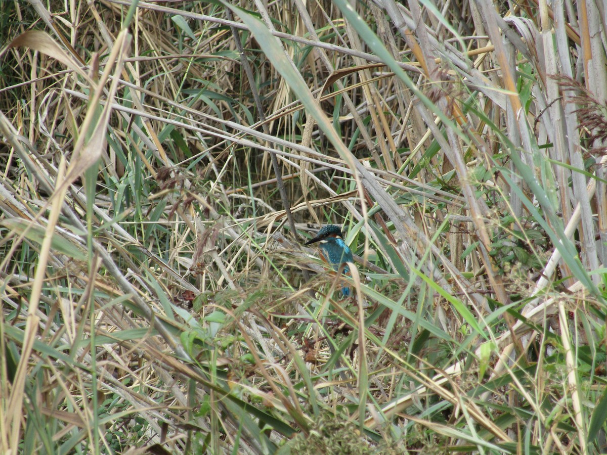 Common Kingfisher - Matthaeus Glowacz