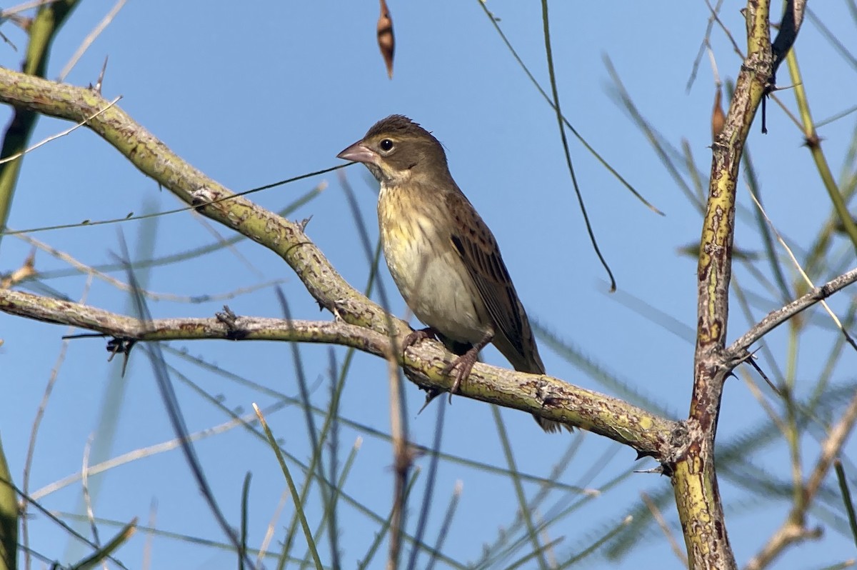 Dickcissel d'Amérique - ML624090593