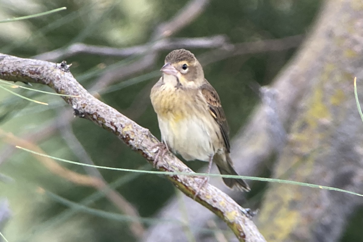 Dickcissel d'Amérique - ML624090596