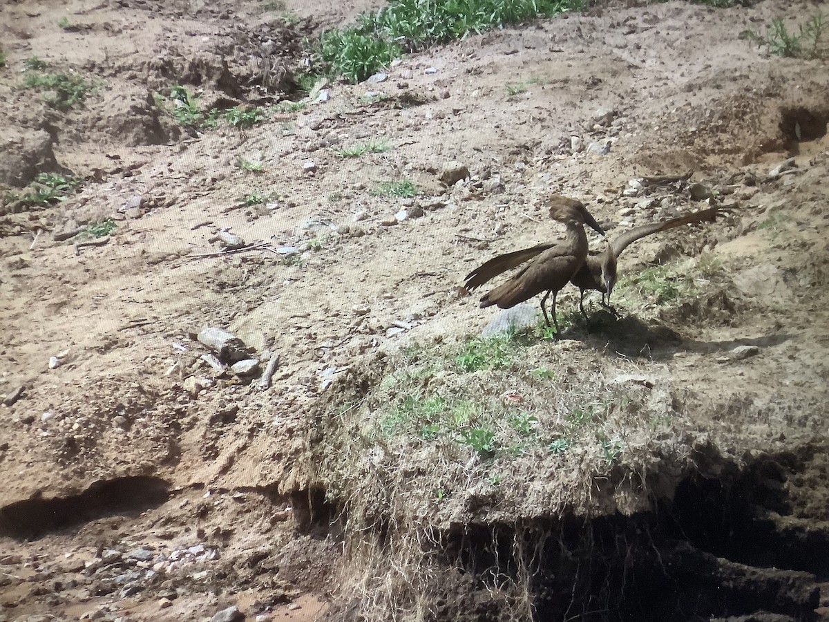 Hamerkop - Kavi and Medha Doobay