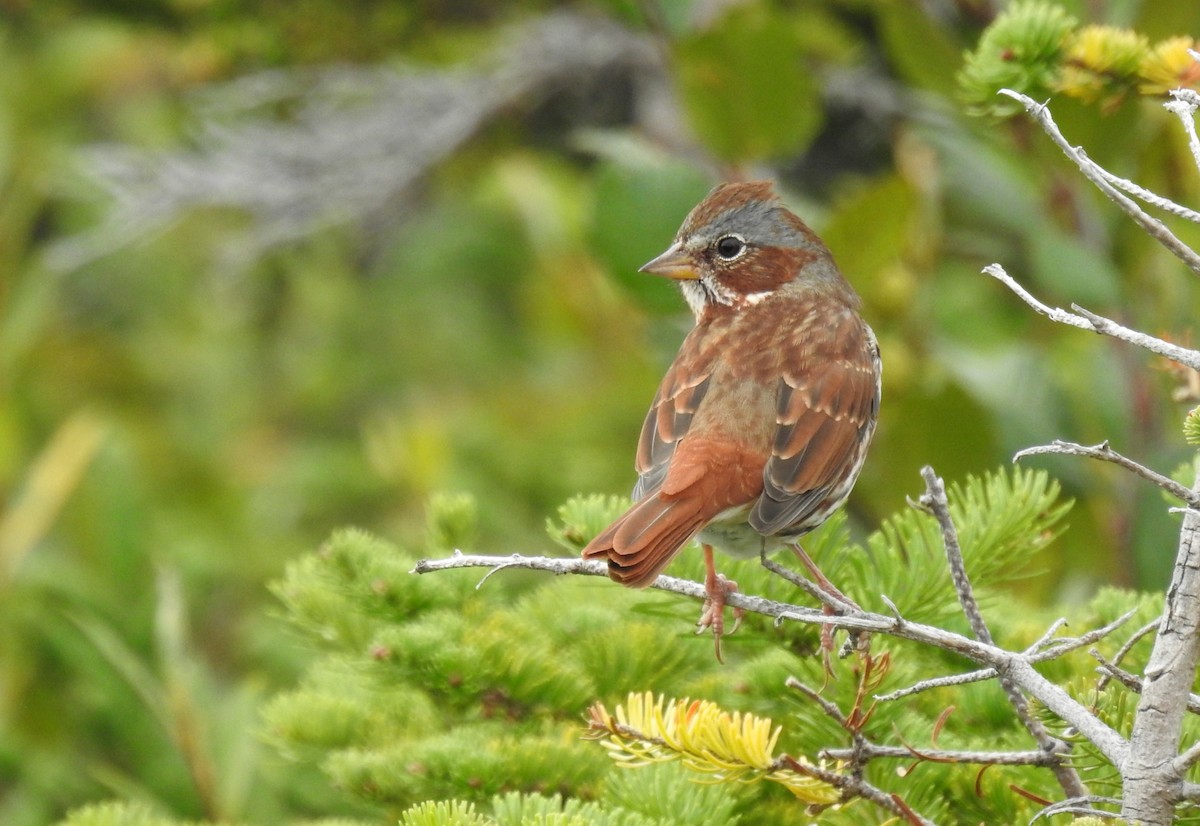 Fox Sparrow (Red) - Ben Meredyk