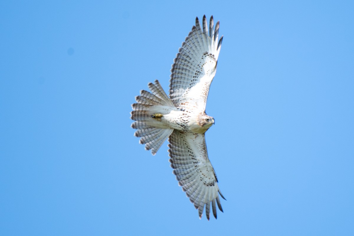 Red-tailed Hawk (borealis) - Bill Tollefson