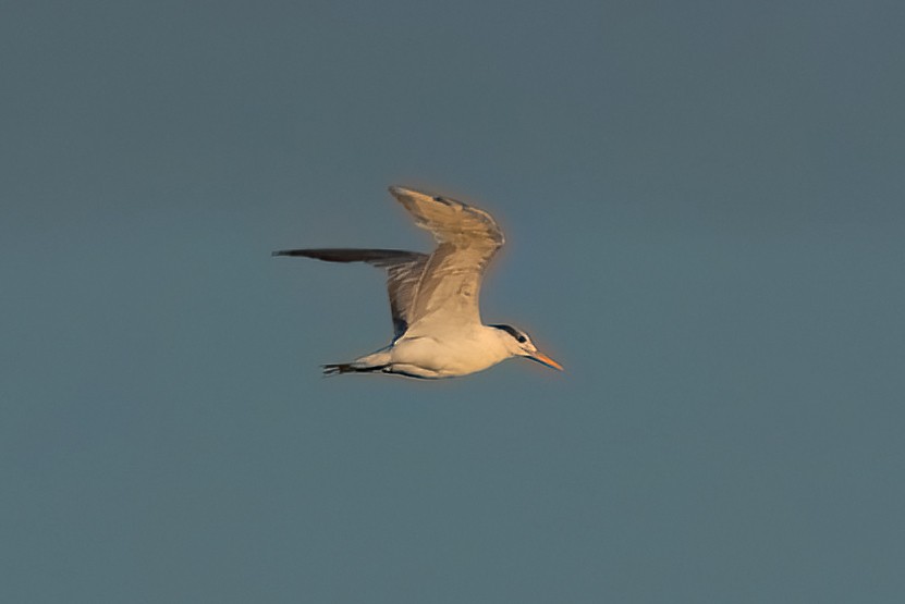 Royal Tern - ML624090633