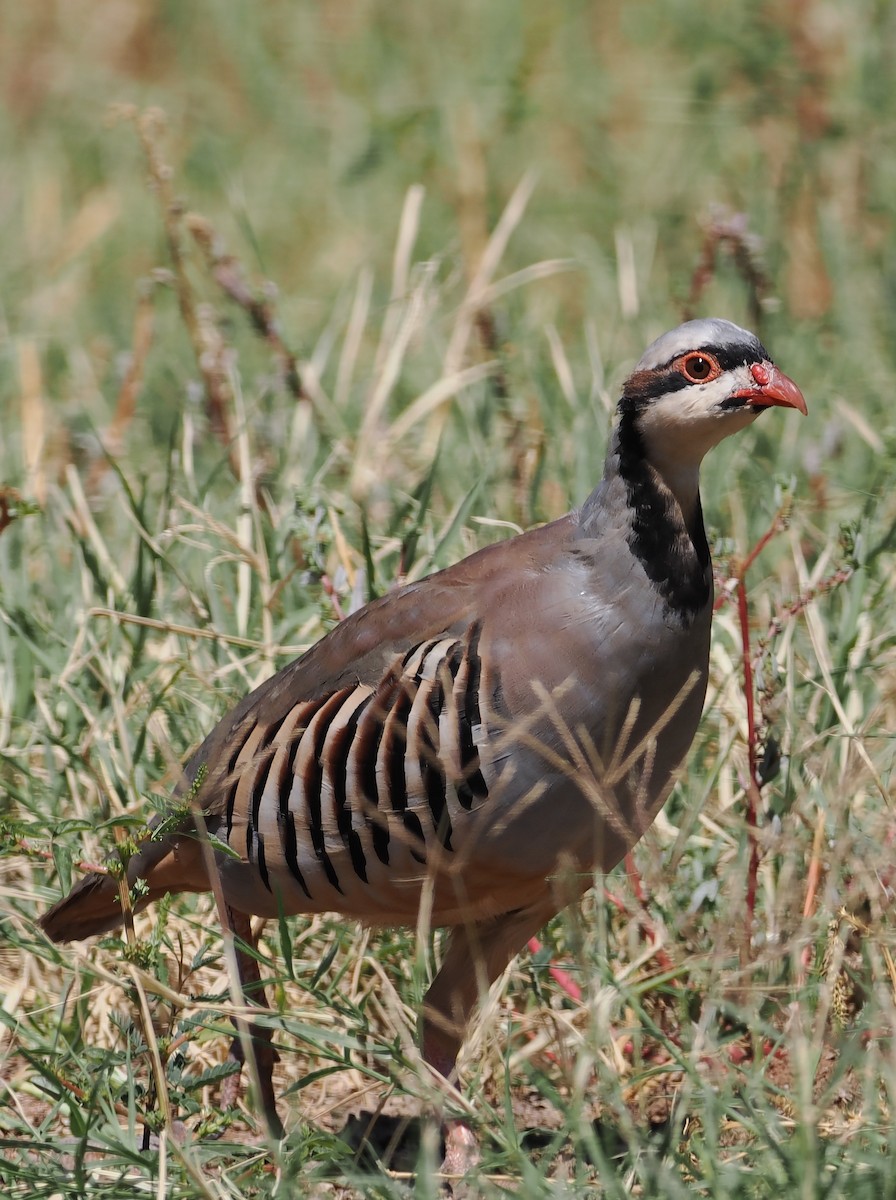 Chukar - ML624090643