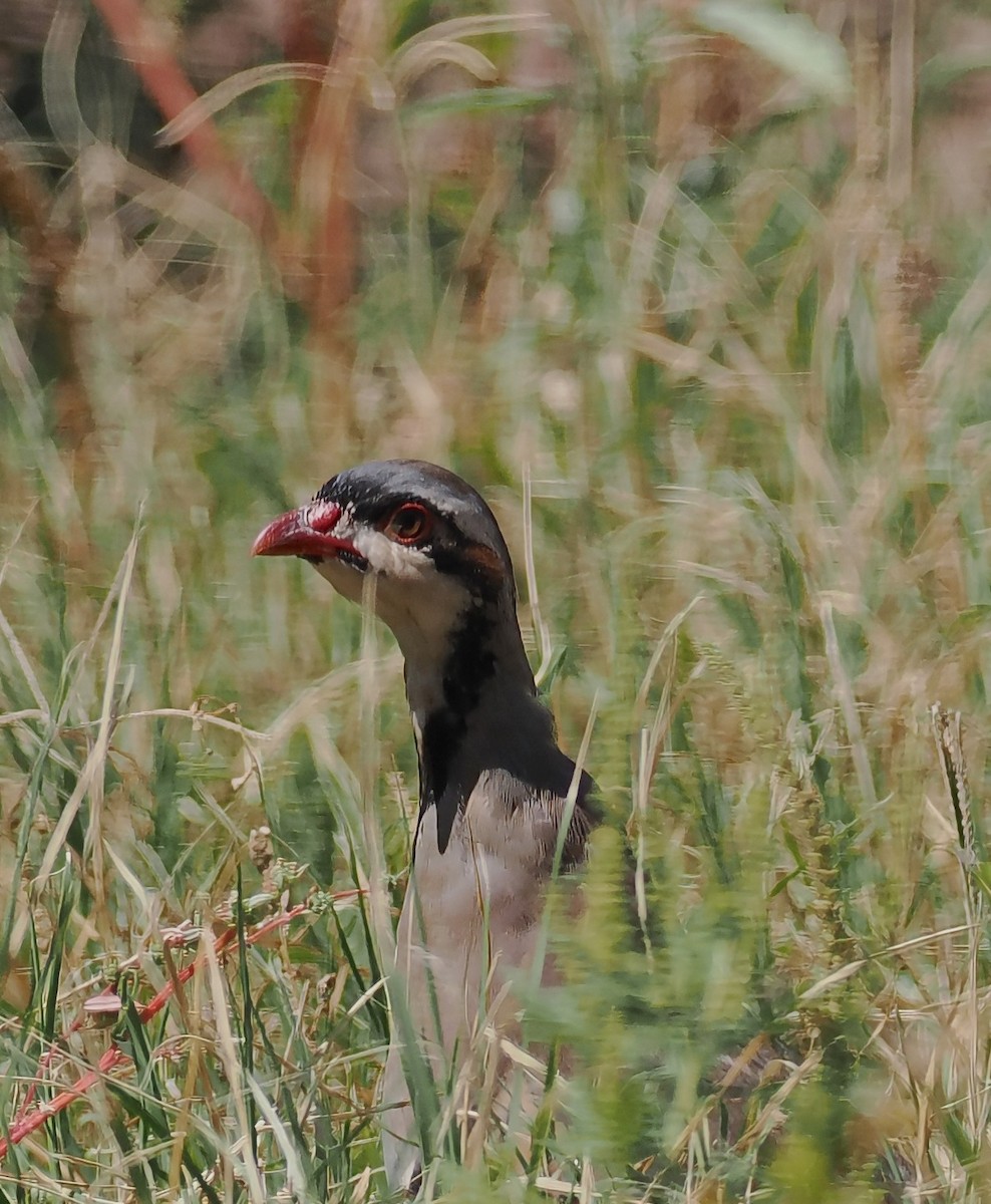 Chukar - Carol Hippenmeyer