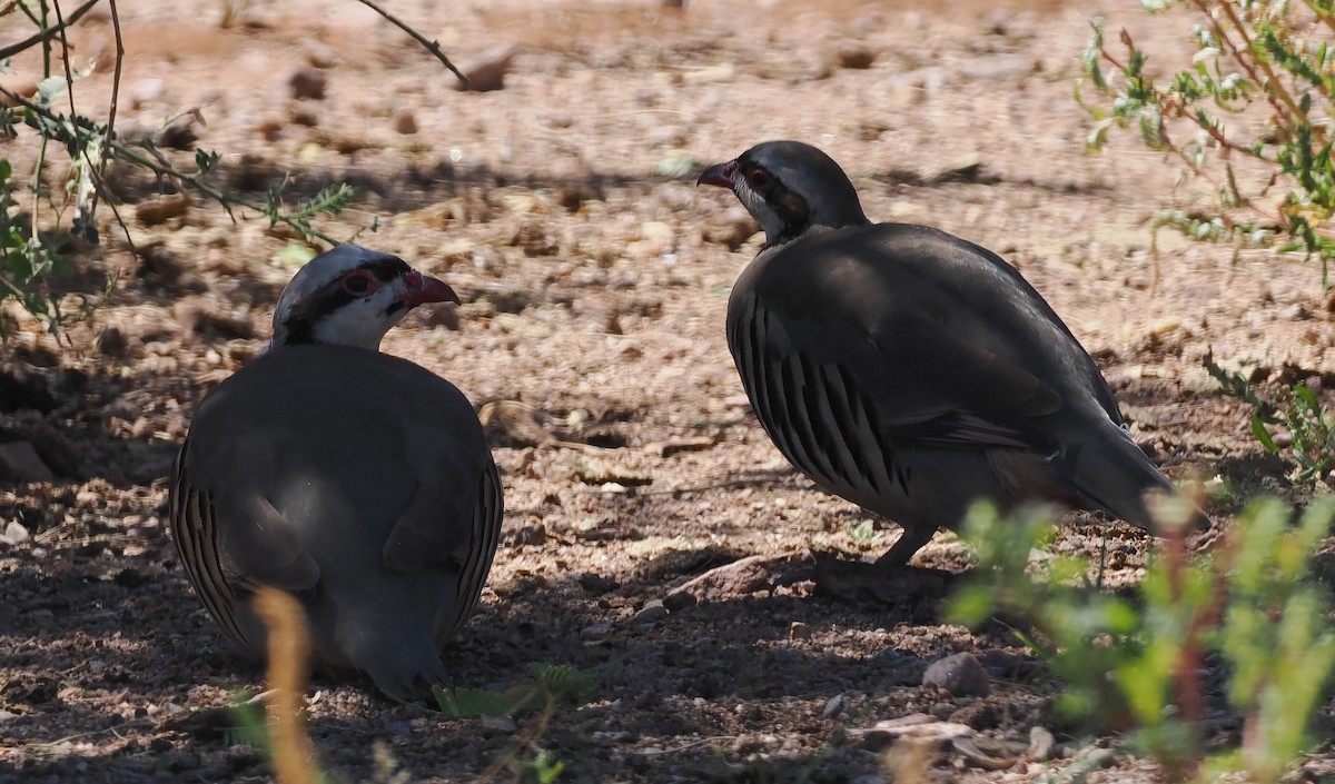 Chukar - ML624090645