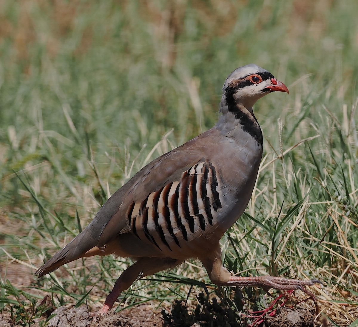 Chukar - ML624090646