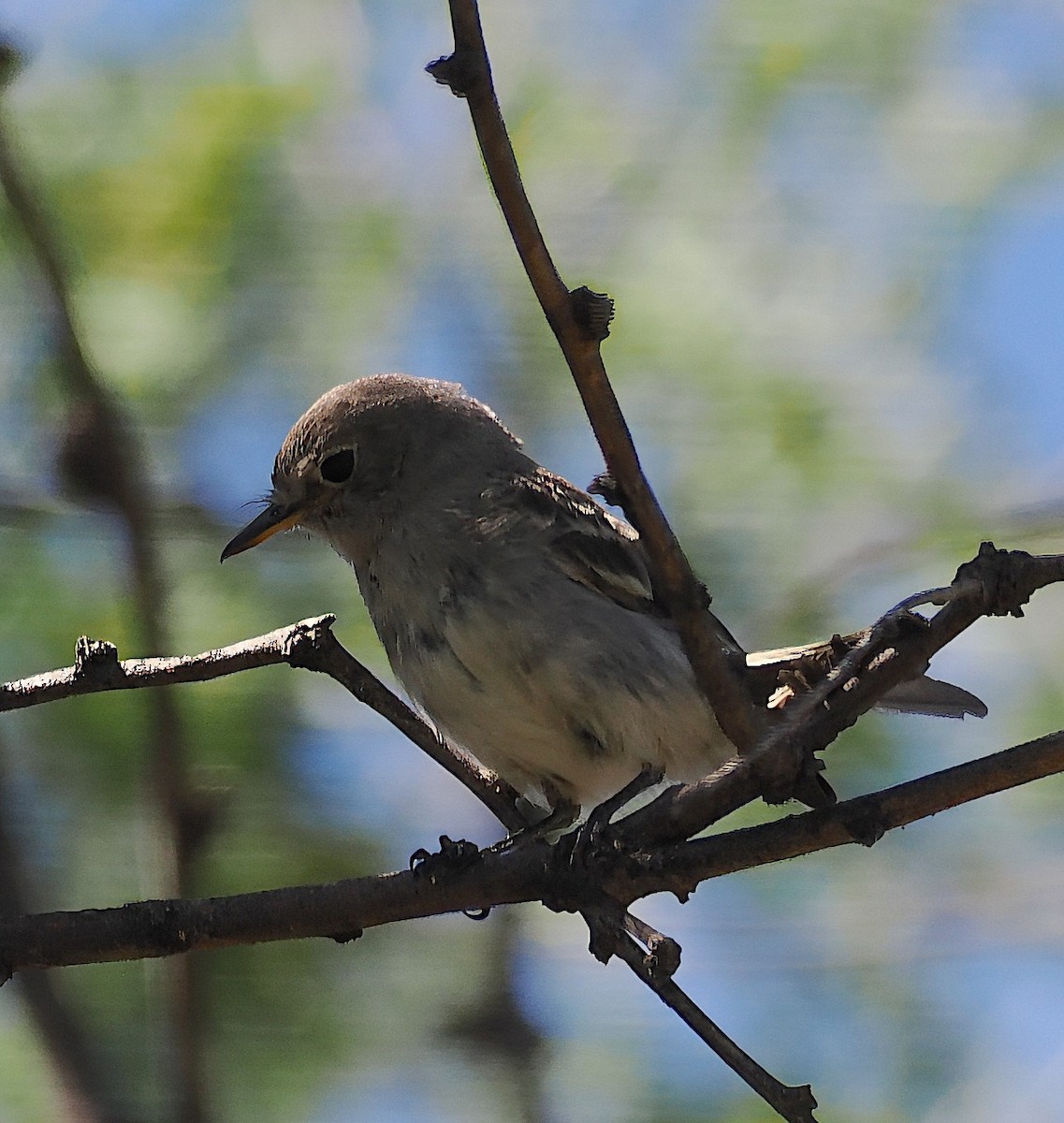 Gray Flycatcher - ML624090669