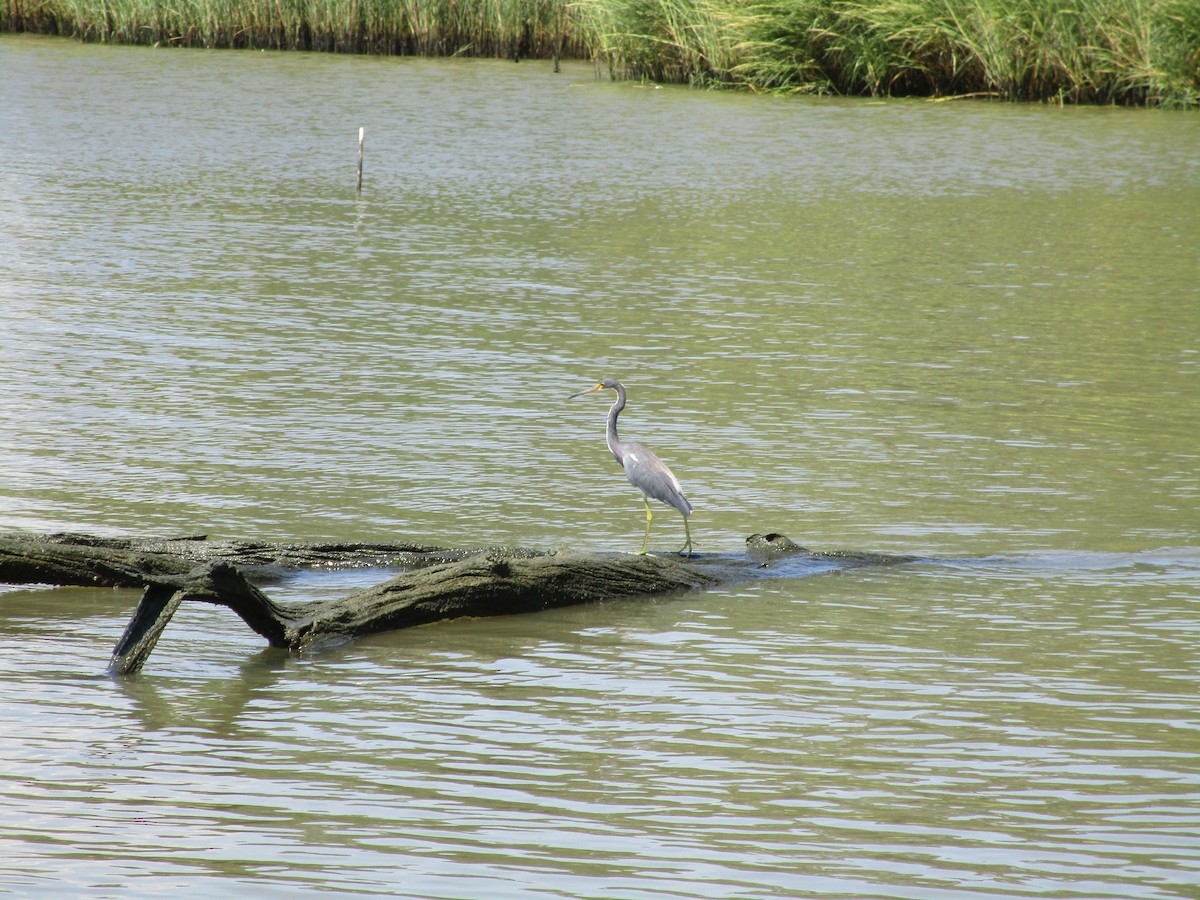 Tricolored Heron - Matthaeus Glowacz