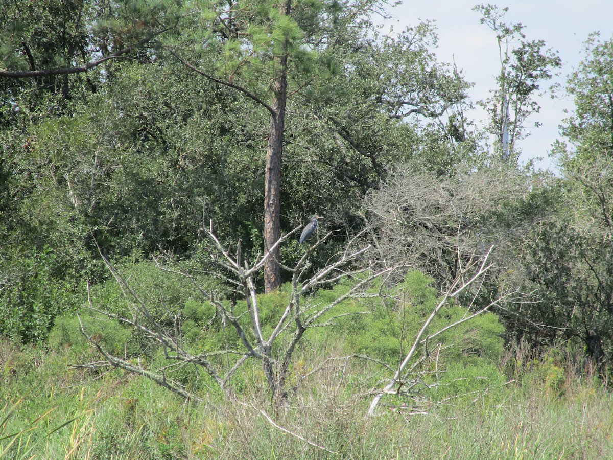 Tricolored Heron - ML624090671