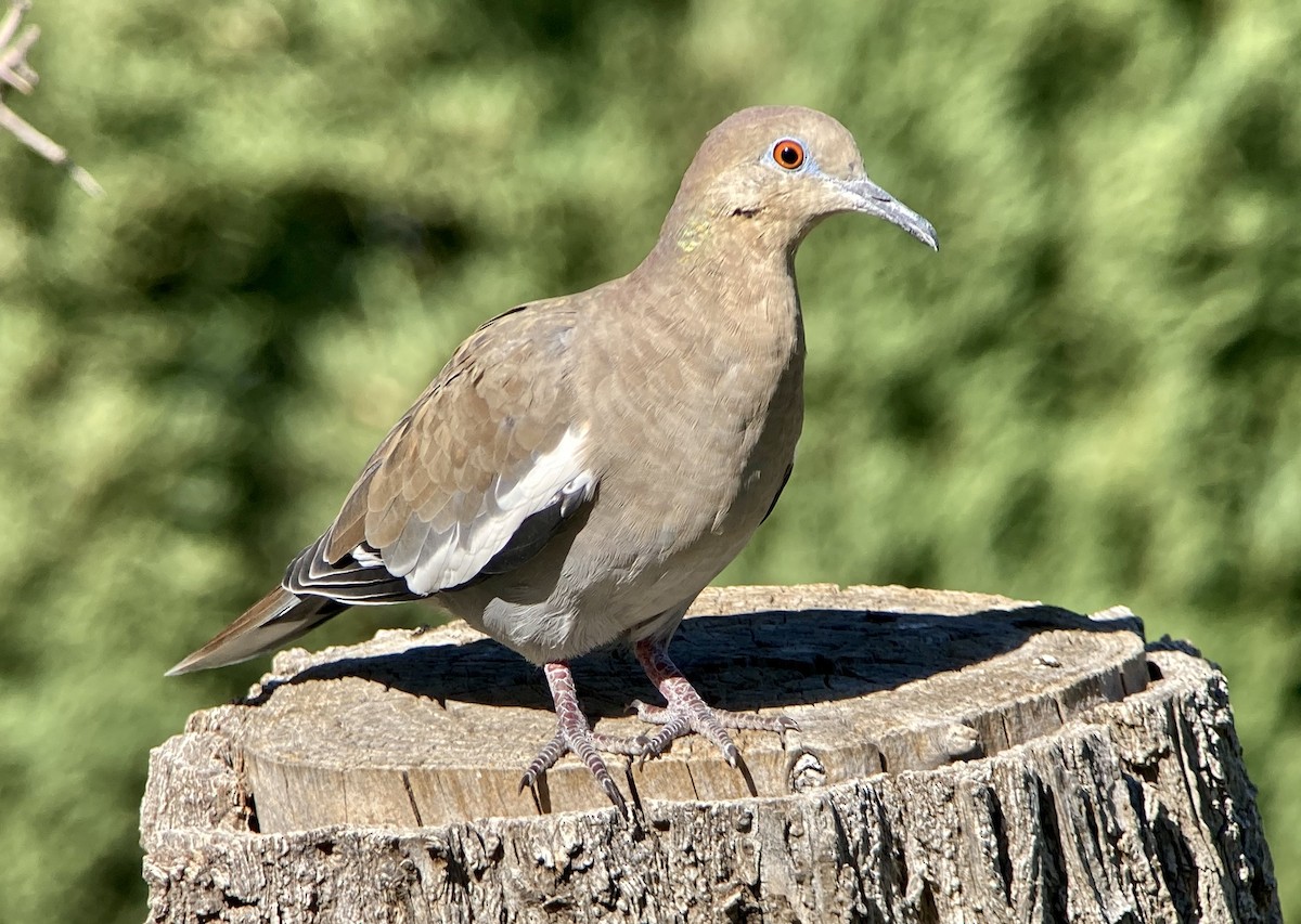 White-winged Dove - ML624090702