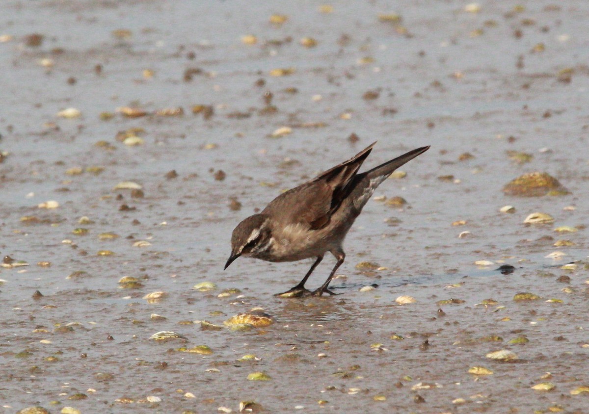 Buff-winged Cinclodes - ML624090715