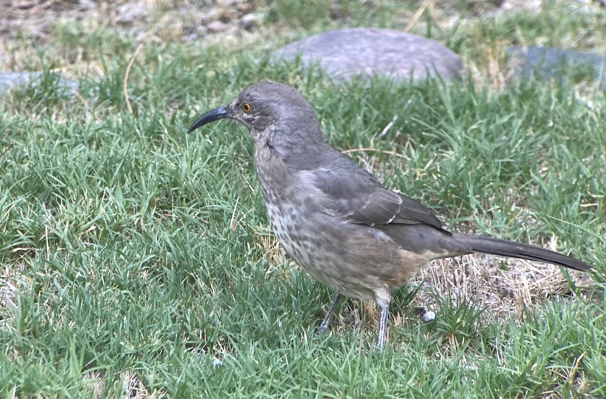 Curve-billed Thrasher - ML624090726