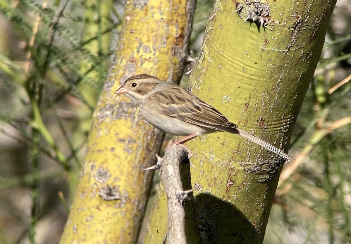 Clay-colored Sparrow - Barry Zimmer