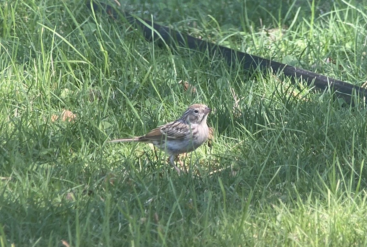 Brewer's Sparrow - ML624090744