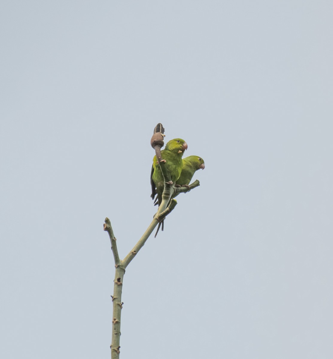 Plain Parakeet - ML624090765