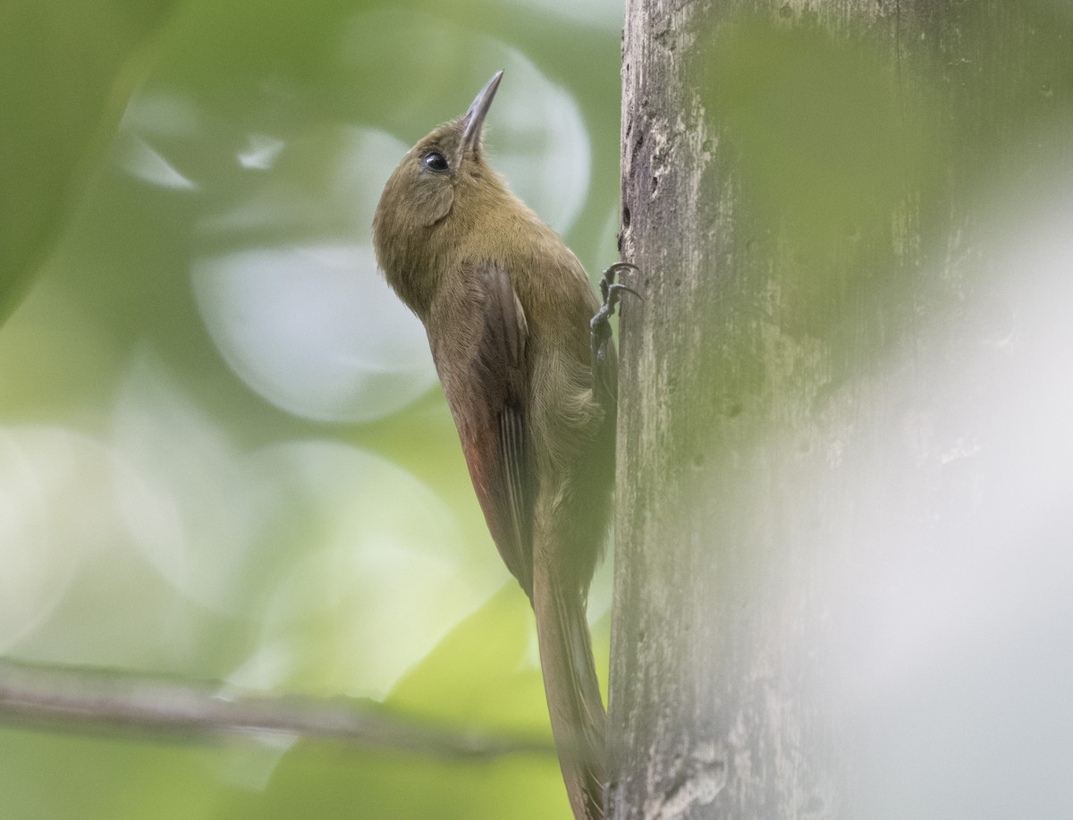 Olivaceous Woodcreeper - ML624090830