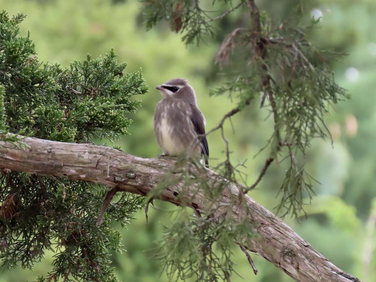 Cedar Waxwing - George Gerdts