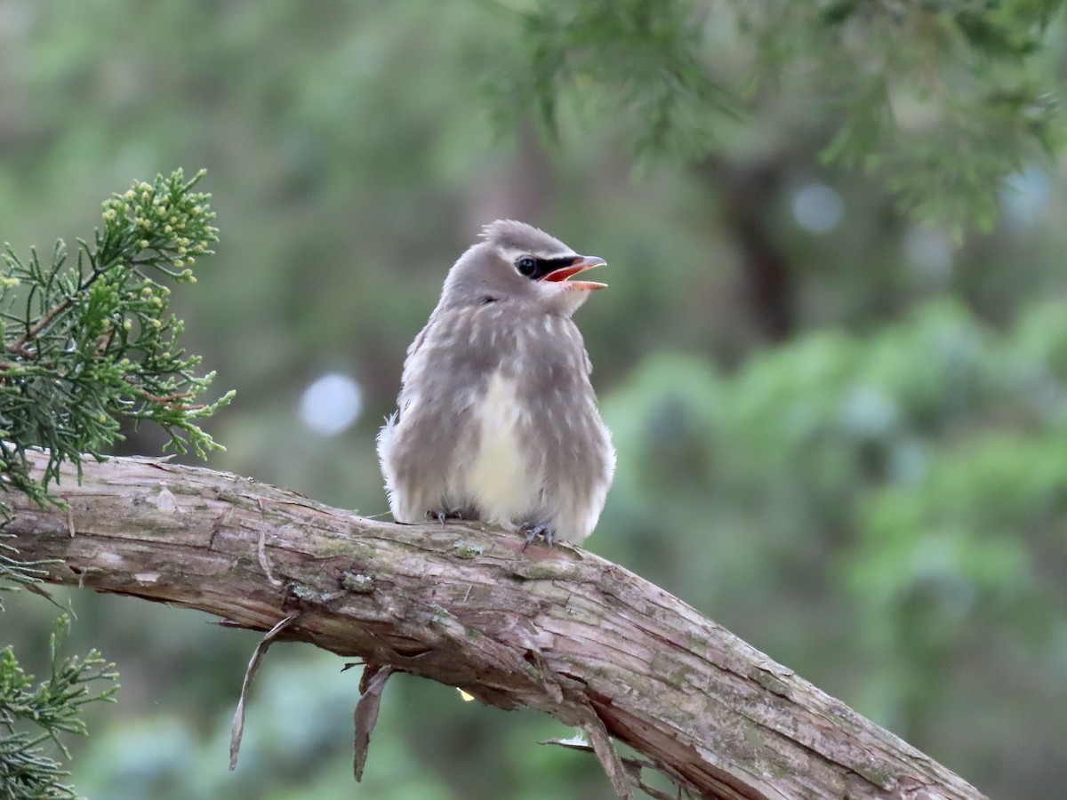 Cedar Waxwing - George Gerdts