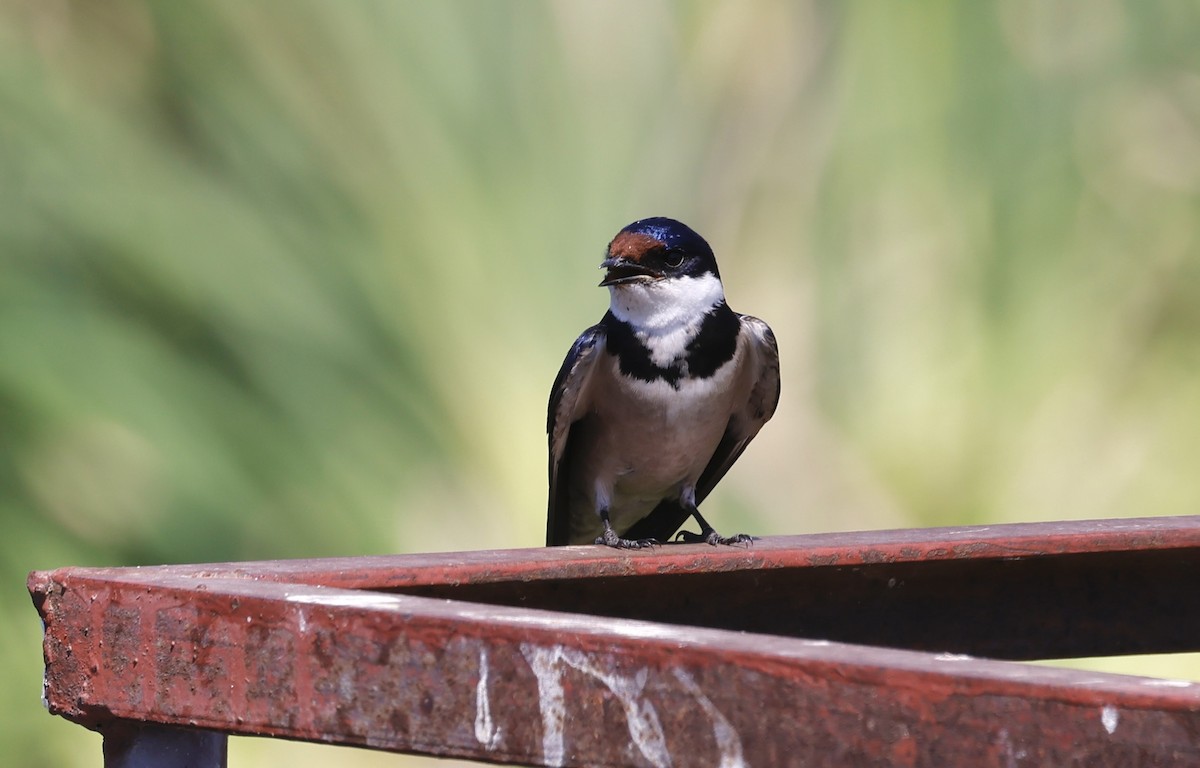 White-throated Swallow - ML624090896