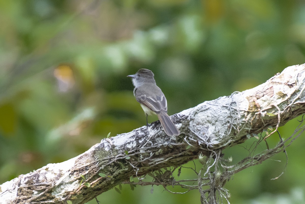 Short-crested Flycatcher - ML624090902