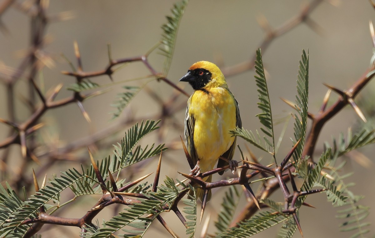 Southern Masked-Weaver - ML624090903