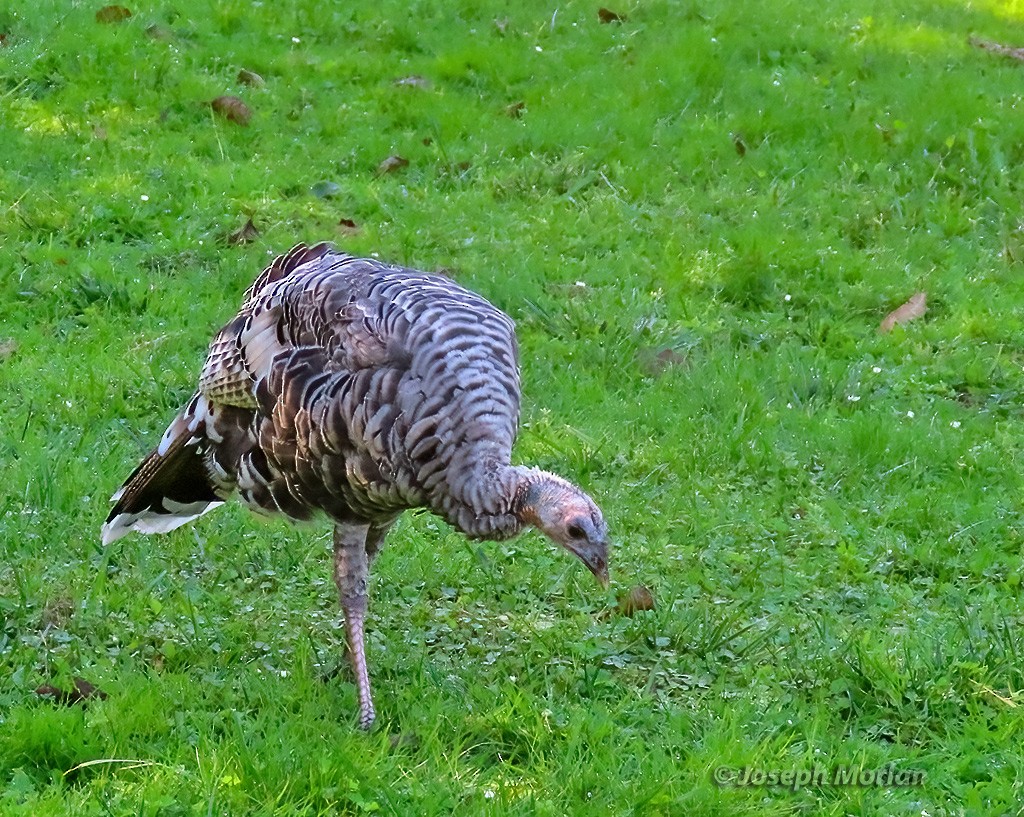 Wild Turkey - ML624090907