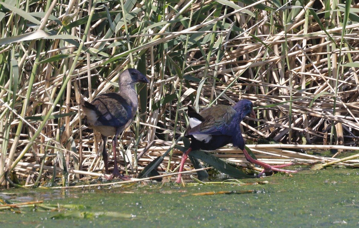 African Swamphen - ML624090916