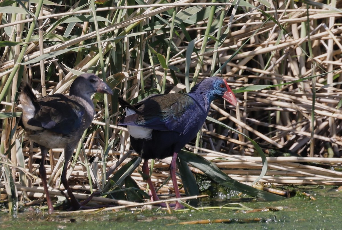 African Swamphen - ML624090917