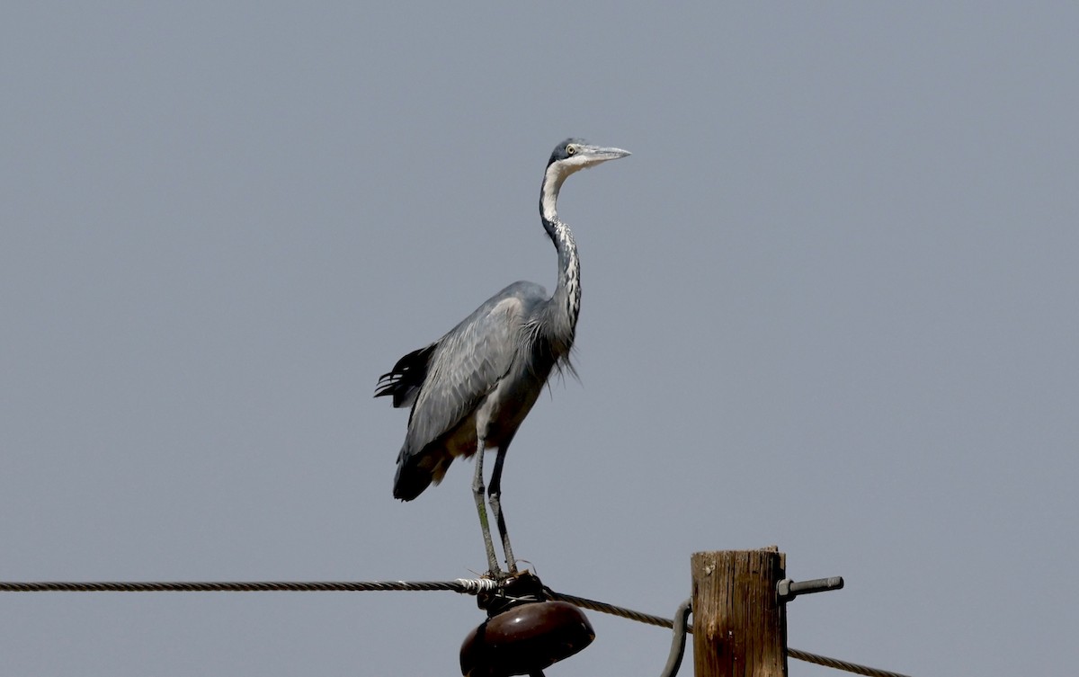 Black-headed Heron - ML624090929