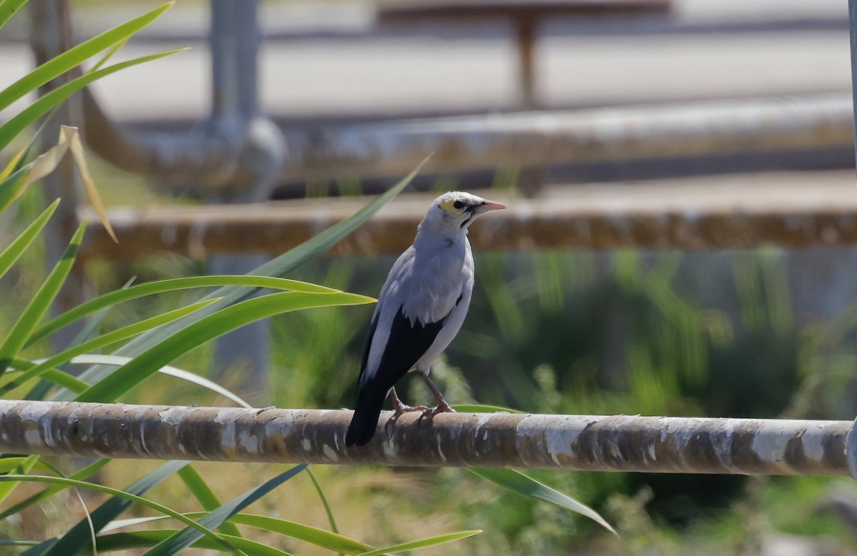 Wattled Starling - Anne Bielamowicz