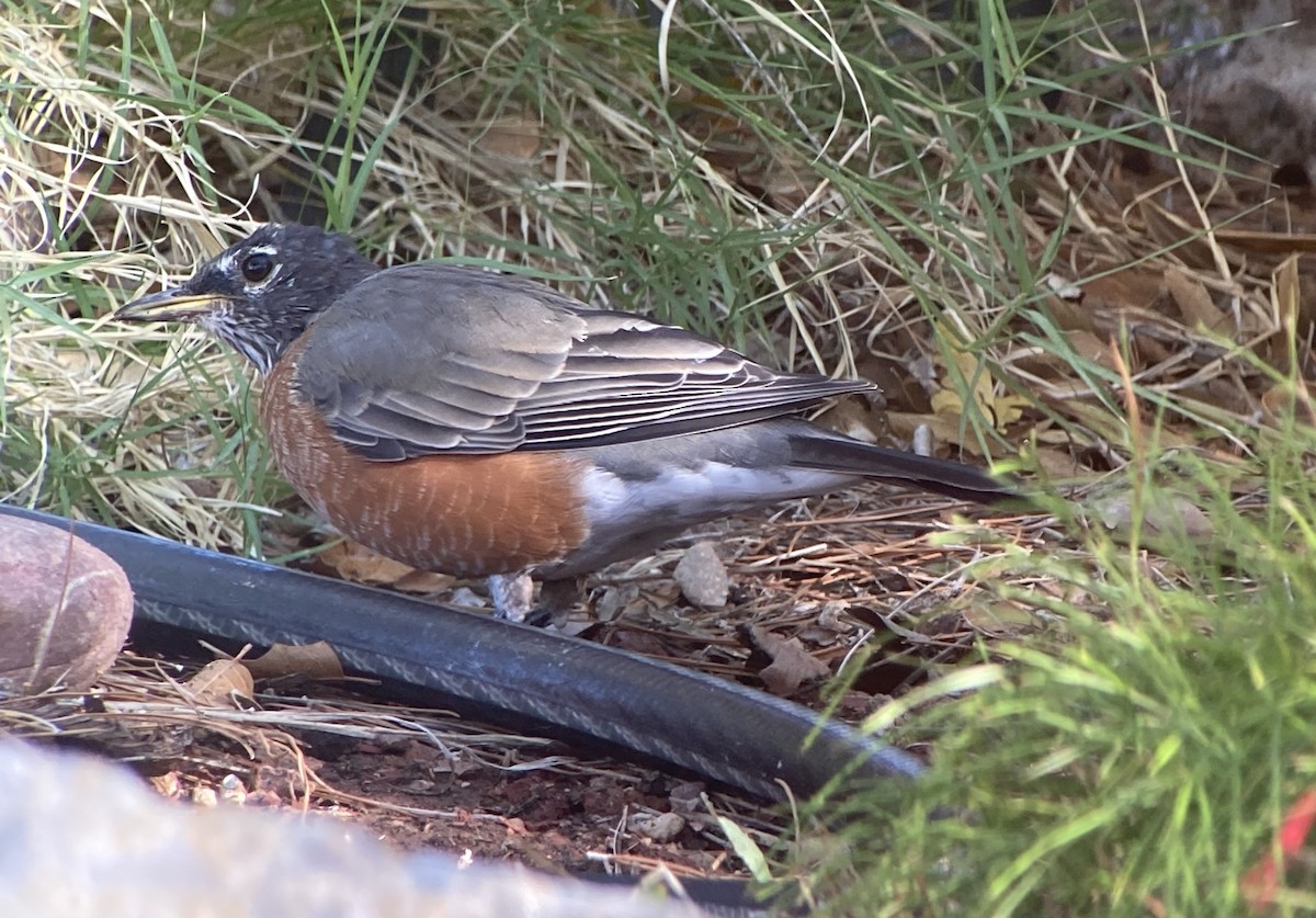 American Robin - Barry Zimmer