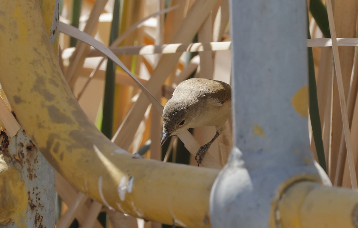 Lesser Swamp Warbler - ML624090943