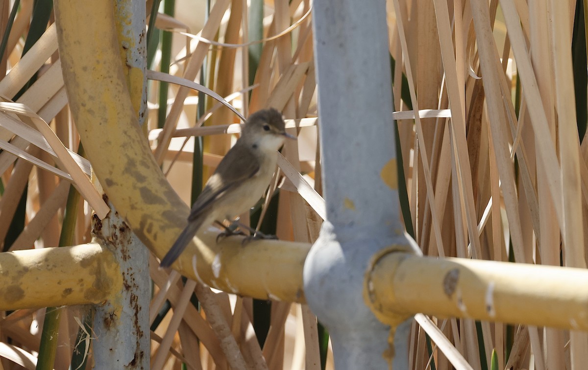 Lesser Swamp Warbler - ML624090944