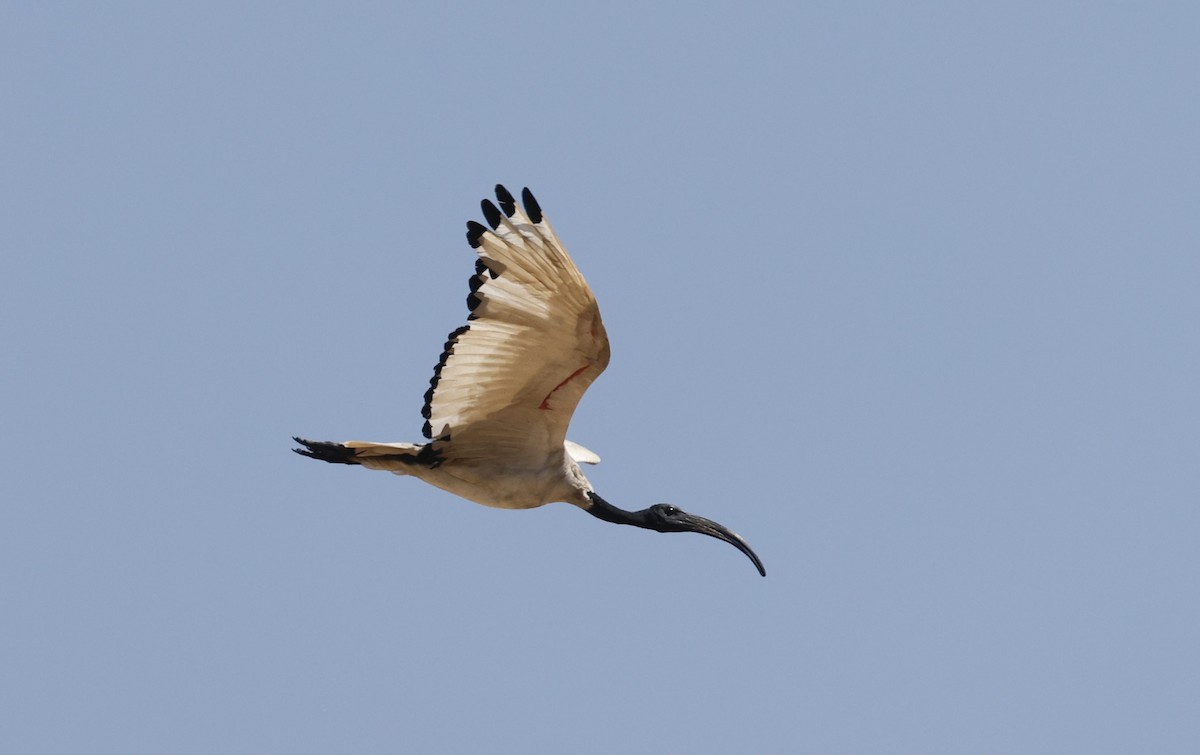 ibis posvátný - ML624090947