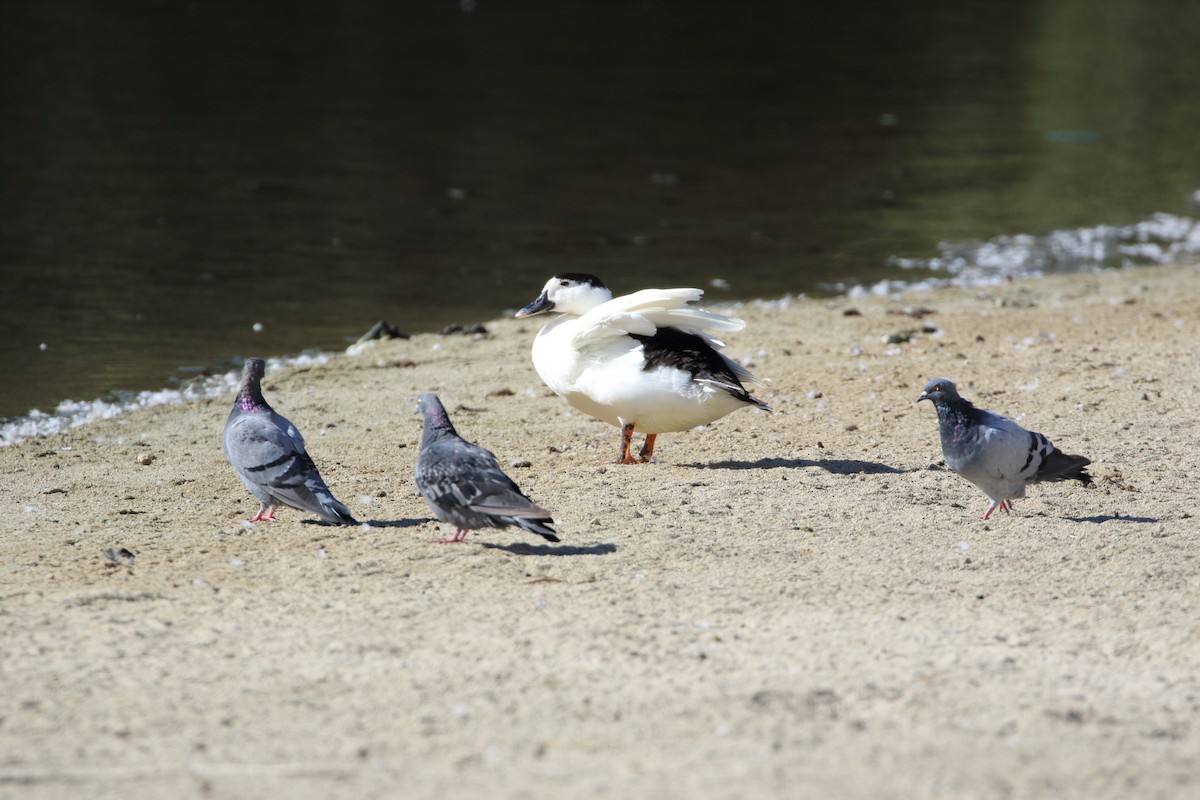 Muscovy Duck (Domestic type) - ML624090951