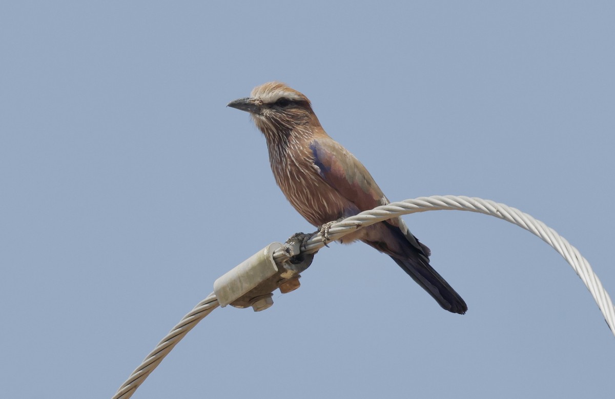 Rufous-crowned Roller - Anne Bielamowicz