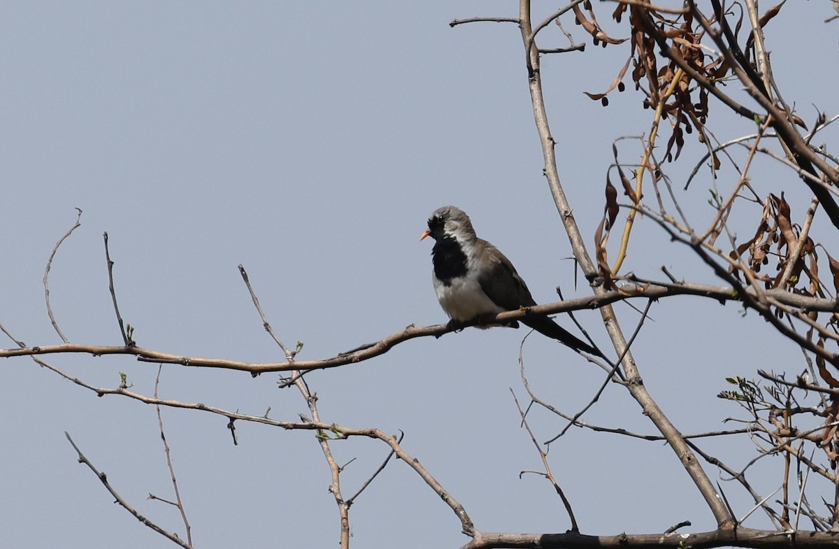 Namaqua Dove - ML624090981