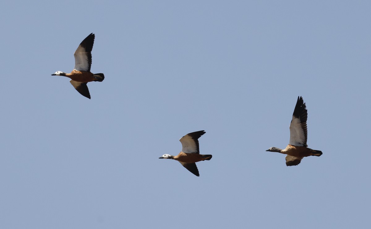 South African Shelduck - ML624090986