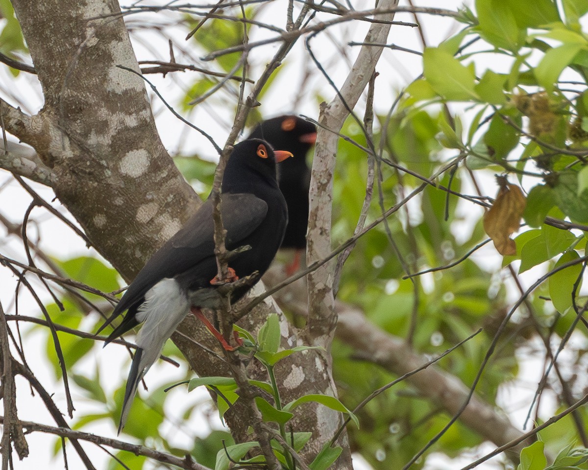 Retz's Helmetshrike - ML624091014