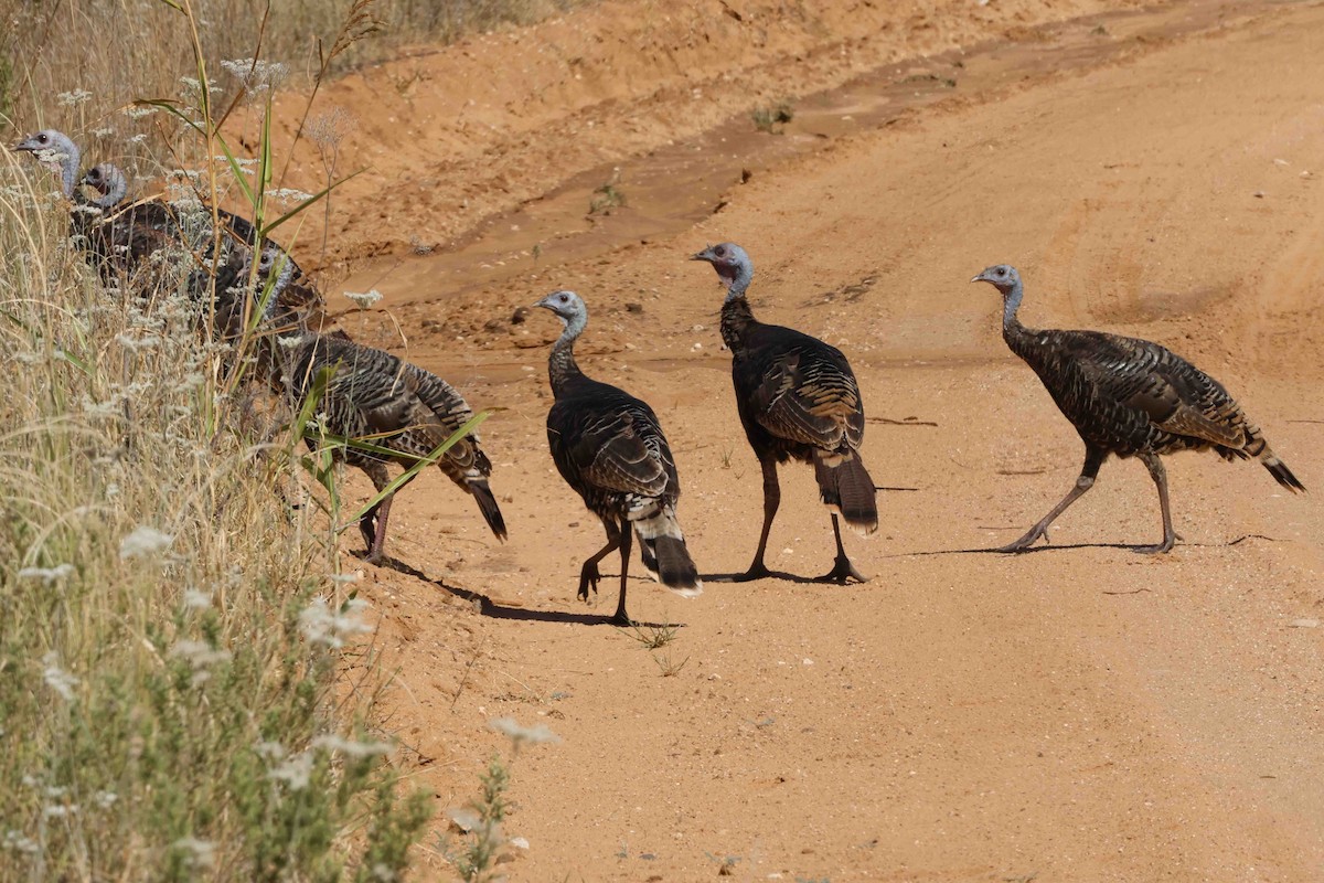 Wild Turkey - ML624091015