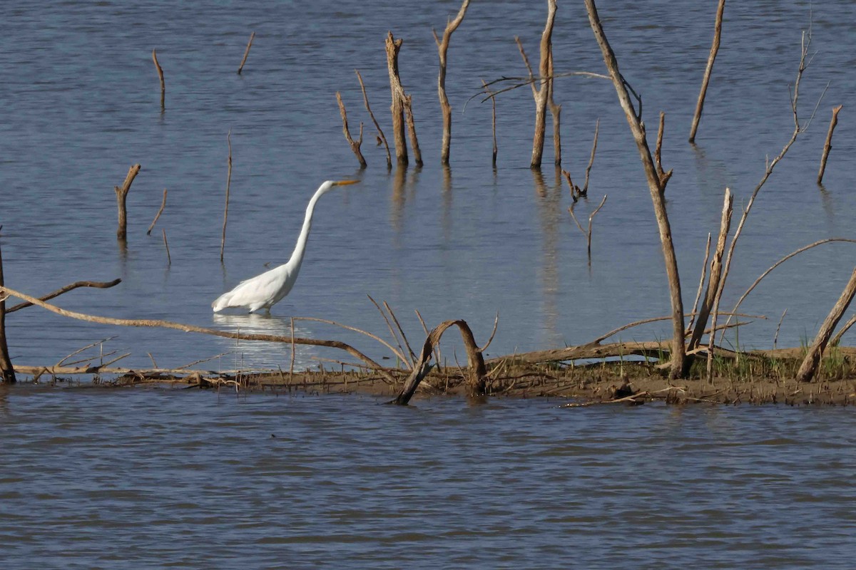 volavka bílá (ssp. egretta) - ML624091038