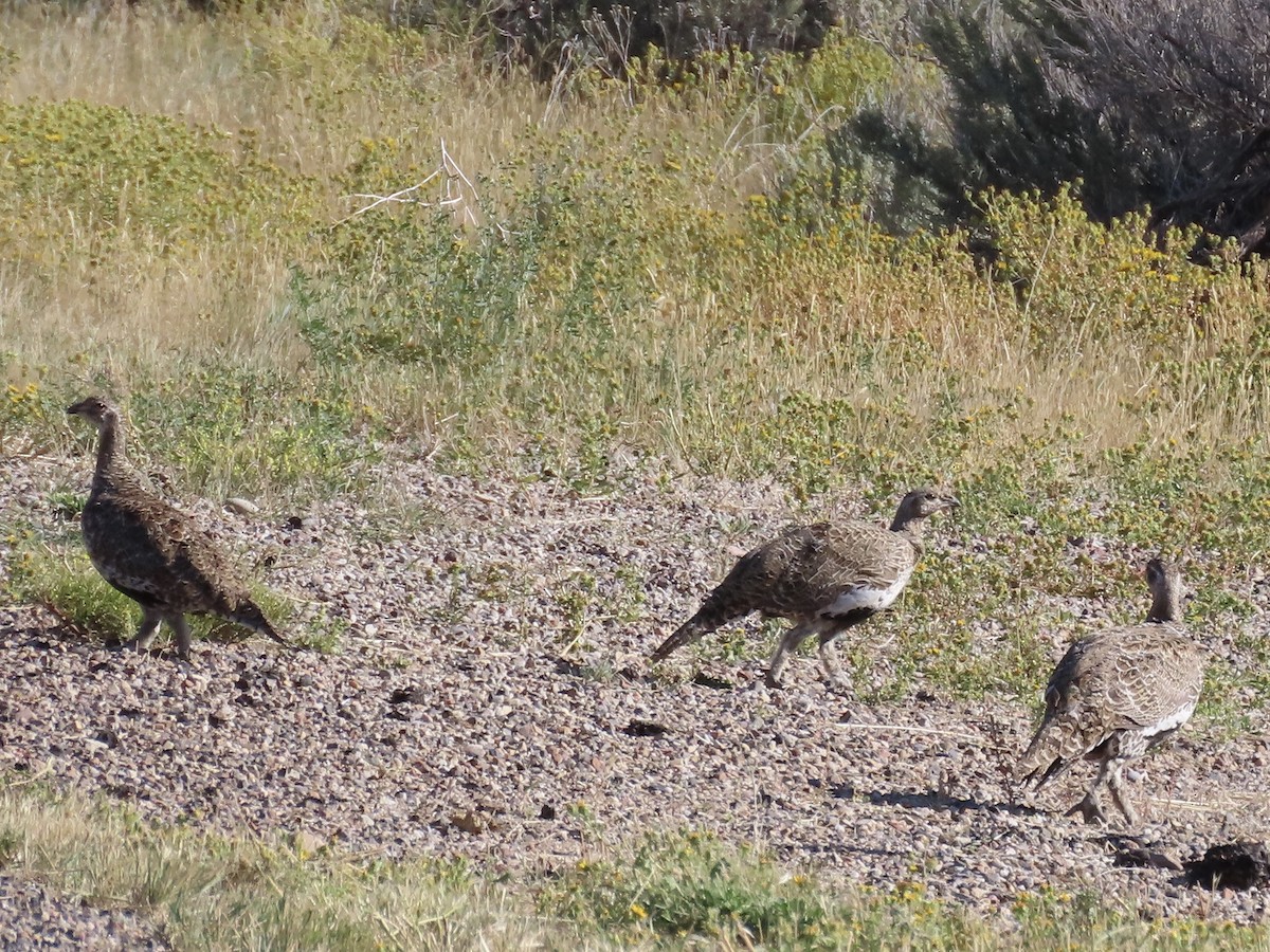 Greater Sage-Grouse - ML624091072