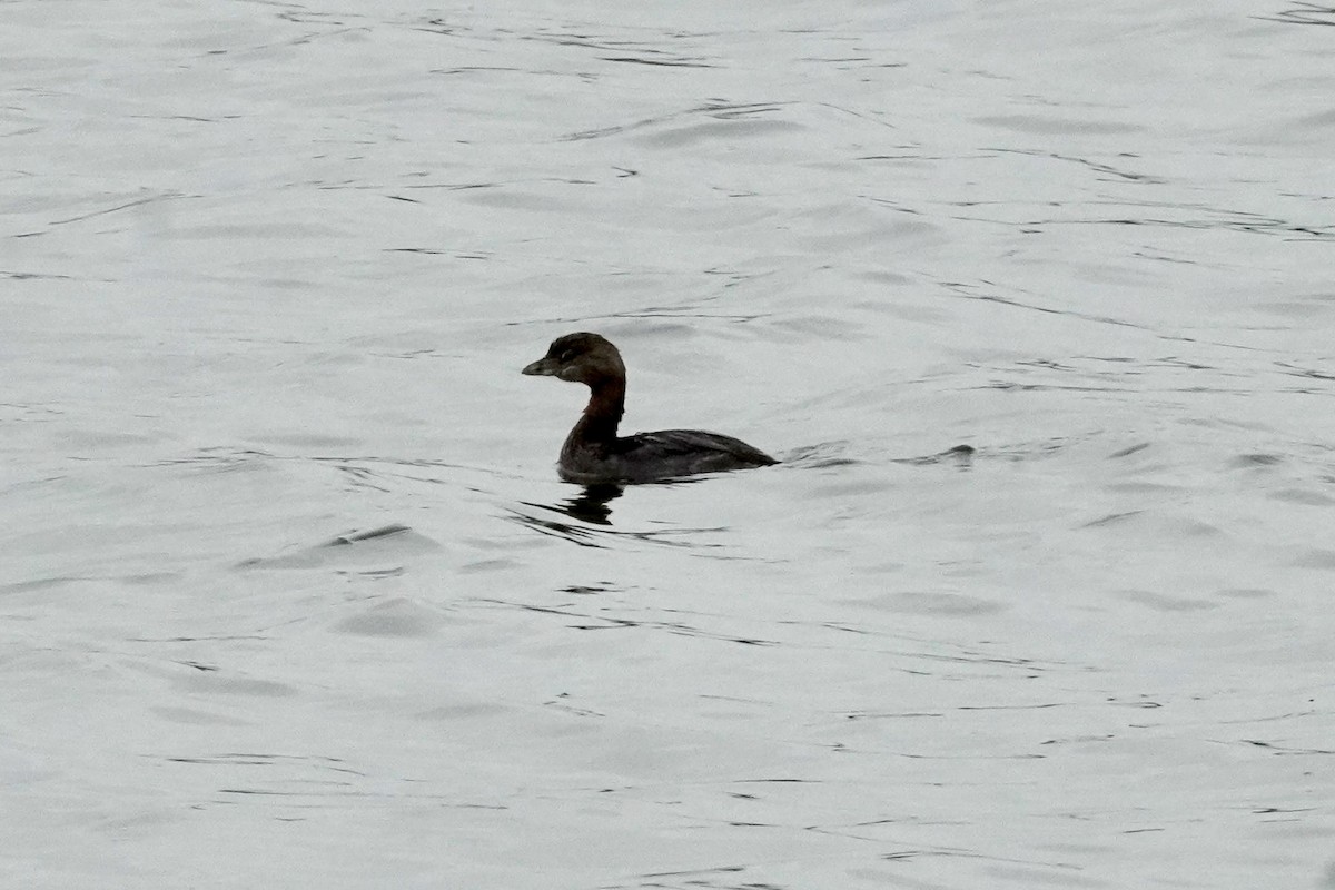 Pied-billed Grebe - ML624091128