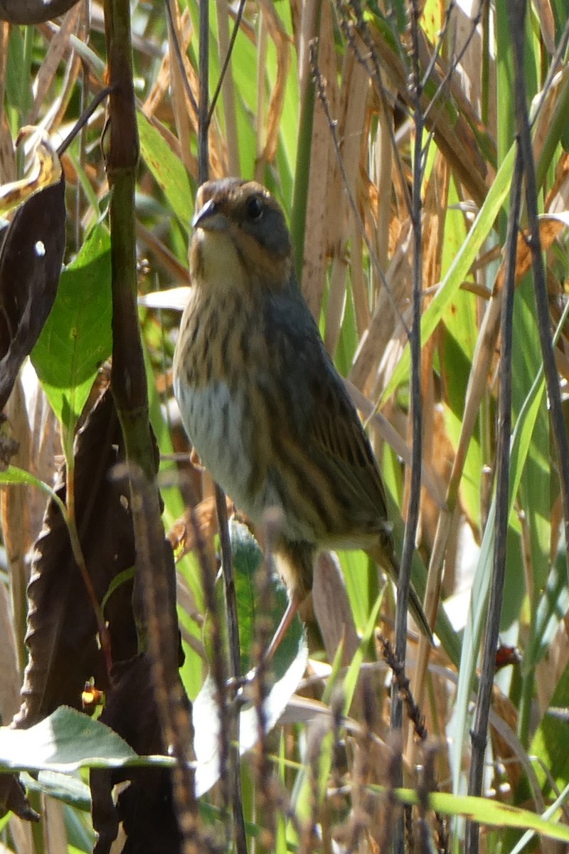 Nelson's Sparrow - ML624091137