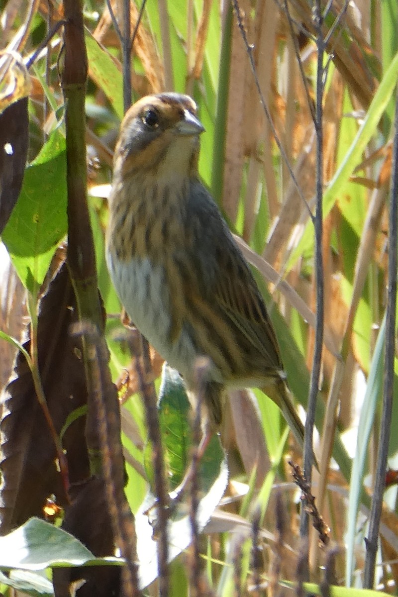 Nelson's Sparrow - ML624091150