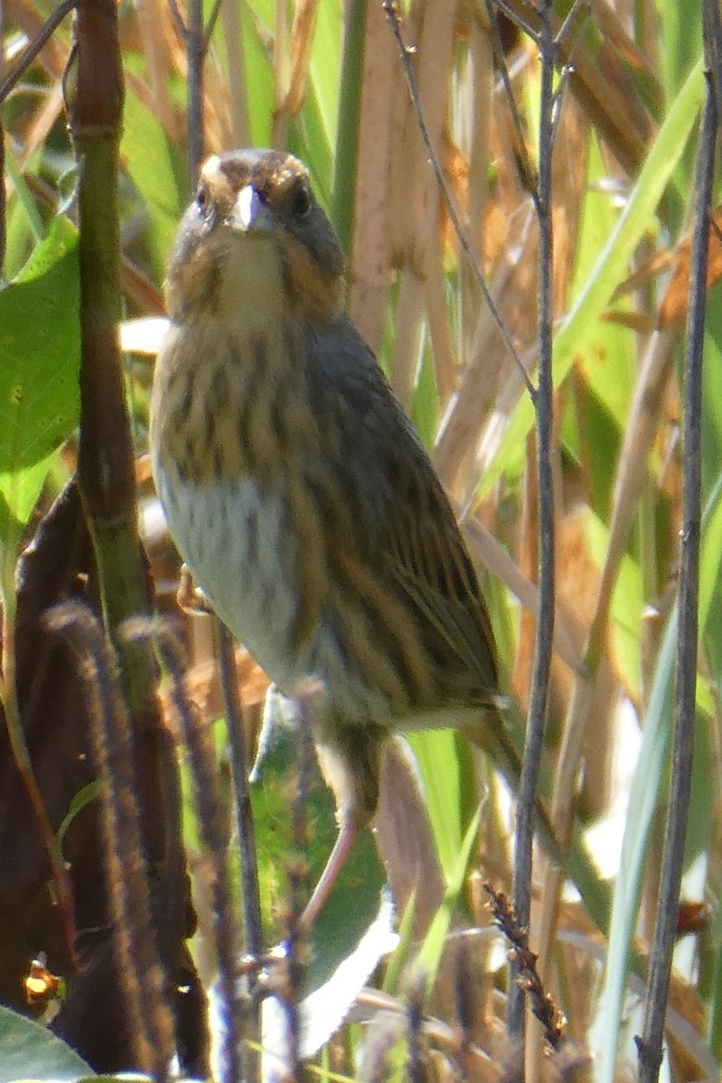 Nelson's Sparrow - ML624091159