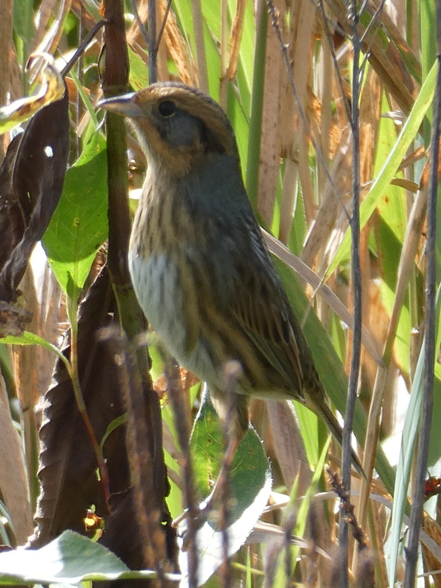 Nelson's Sparrow - ML624091167