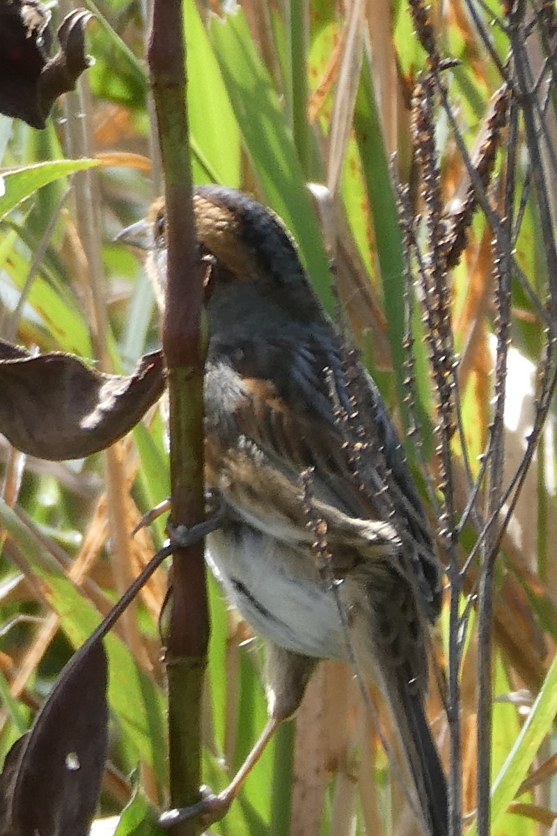 Nelson's Sparrow - ML624091180