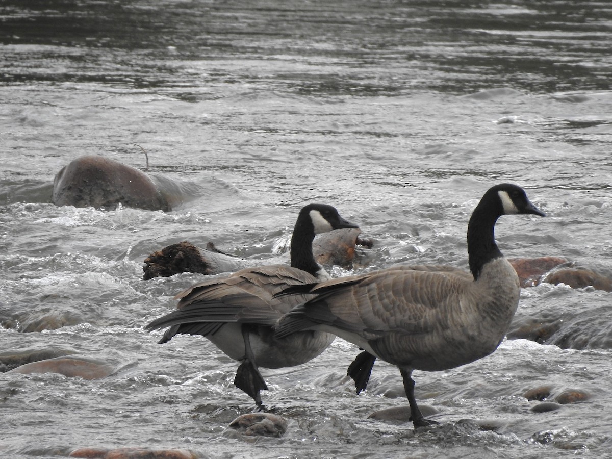 Канад галуу - ML624091188